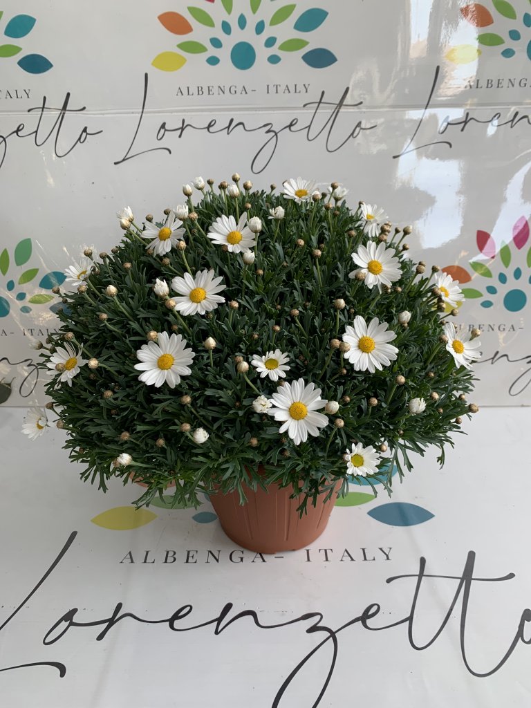 Anthemis blanche buisson 25